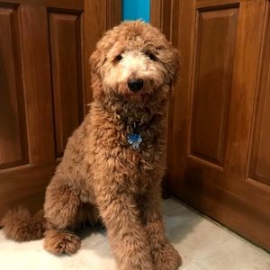 Meet your Posher, Cara